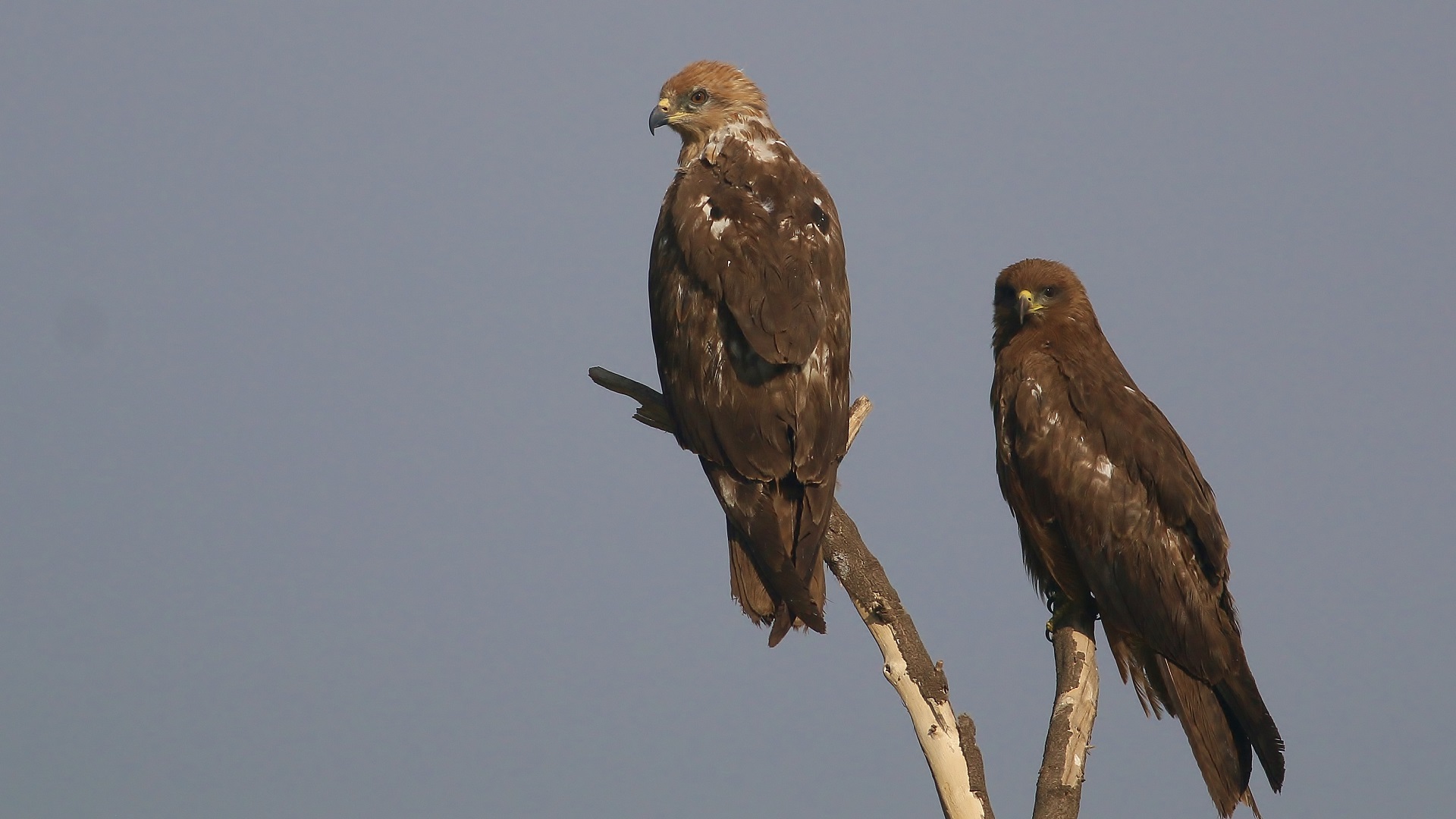 Black Kite